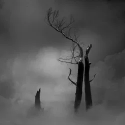 Alberi spogli e inquietanti