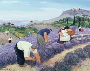 lavanda