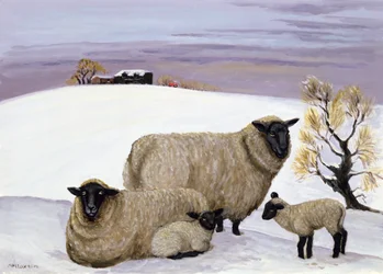 Pecore in inverno