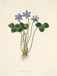 Epatica azzurra comune, da Illustrazioni floreali delle stagioni, pub. 1829