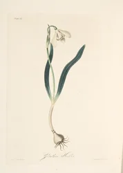 Bucaneve comune, da Illustrazioni floreali delle stagioni, pub. 1829
