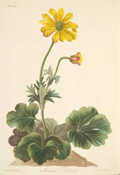 Anemone a foglie di ciclamino, da Illustrazioni floreali delle stagioni, pub. 1829