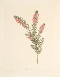 Erica precoce color carne, da Illustrazioni floreali delle stagioni, pub. 1829