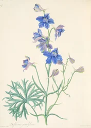 Speronella a grandi fiori, da Illustrazioni floreali delle stagioni, pub. 1829
