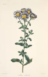 Aster italiano, da Illustrazioni floreali delle stagioni