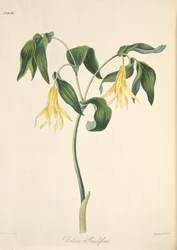 Uvularia a grandi fiori, da Illustrazioni floreali delle stagioni, pub. 1829