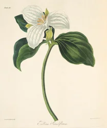 Trillium a grandi fiori, da Illustrazioni floreali delle stagioni, pub. 1829