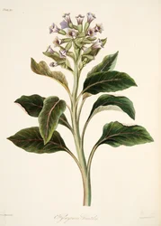 Giusquiamo orientale, da Illustrazioni floreali delle stagioni, pub. 1829