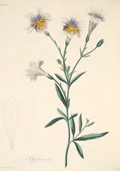 Salpiglossis dipinto, da Illustrazioni floreali delle stagioni, pub. 1829