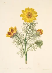 Adonide perenne, da Illustrazioni floreali delle stagioni, pub. 1829