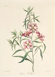Clarkia graziosa, da Illustrazioni floreali delle stagioni, pub. 1829