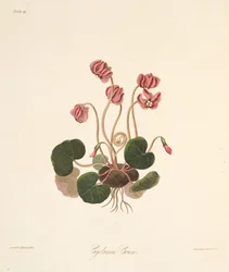 Ciclamino a foglie tonde, da Illustrazioni floreali delle stagioni, pub. 1829