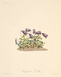 Campanula rossastra, da Illustrazioni floreali delle stagioni, pub. 1829