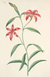 Giglio cinese auto-colorato, da Illustrazioni floreali delle stagioni, pub. 1829