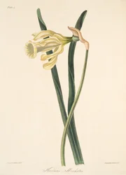 Narciso spagnolo, da Illustrazioni floreali delle stagioni, pub. 1829