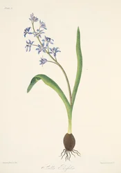 Scilla a due foglie, da Illustrazioni floreali delle stagioni, pub. 1829