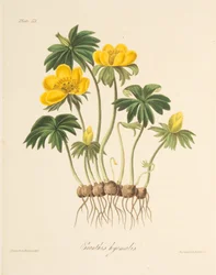 Aconito invernale, da Illustrazioni floreali delle stagioni, pub. 1829