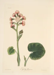 Eliotropio invernale, da Illustrazioni floreali delle stagioni, pub. 1829