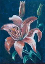 Giglio arancione