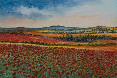 Campi di Papaveri, Fiandre