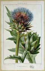 Carciofo, tavola botanica, inciso da E. Fraillery