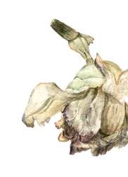 Fiore di garofano, 2018