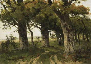 Il viale delle querce in tarda estate