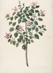 Studio di una pianta con fiori rosso-viola Sebastiana africana purpurea, 1695