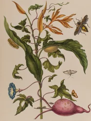 Illustrazione da 