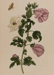 Illustrazione da 