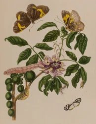 Illustrazione da 