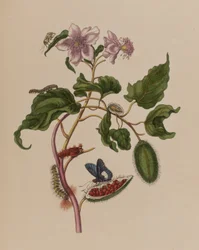 Illustrazione da 