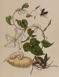Illustrazione da 