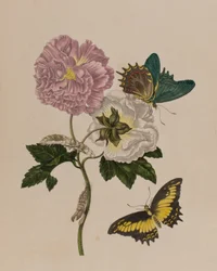 Illustrazione da 