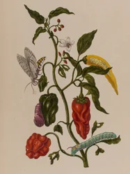 Illustrazione da 