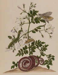 Illustrazione da 