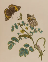 Illustrazione da 