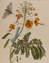 Illustrazione da 