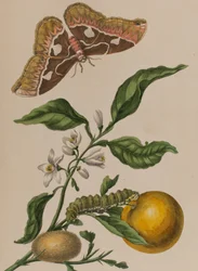 Illustrazione da 