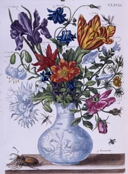Scarabeo e diversi fiori - dis. di Maria Sibylla Merian, n.d., circa fine XVIII secolo