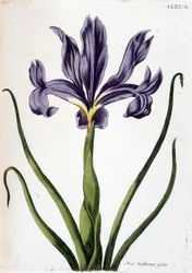 Immagine sconosciuta