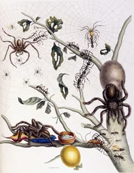 Vari aracnidi del Sud America, 1726