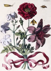 Vari insetti e fiori europei