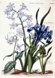 Giacinto orientale bianco, iris a foglia larga, dente di cane, muscari blu grande - in “Histoire générale des insects de Surinam et de toute l