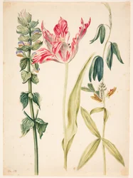 3 fiori, al centro un tulipano