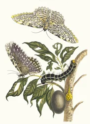 Arbre de gomme-gutte. Dal Libro Metamorphosis insectorum Surinamensium, 1705