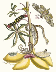 Cassava. Dal libro Metamorphosis insectorum Surinamensium, 1705