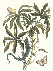 Cassava. Dal libro Metamorphosis insectorum Surinamensium, 1705