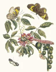 Coronilla Americana Arborescens. Dal libro Metamorphosis insectorum Surinamensium
