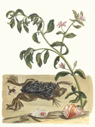 Crescione. Dal libro Metamorphosis insectorum Surinamensium